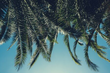 Palm tree lush leafs backgroundの写真素材