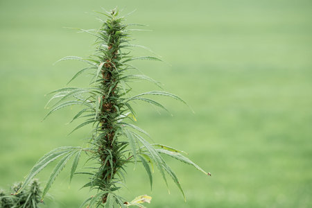 Cannabis marijuana hemp plat flowering with seeds on the field
