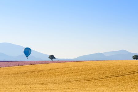 Wheat sage and lavender fields with hot air balloon and mountain on background at rural Provence Franceの写真素材