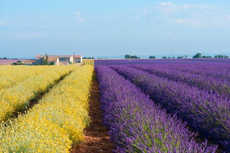 Lavender and Helichrysum italicum blooming field at Provence Franceの写真素材