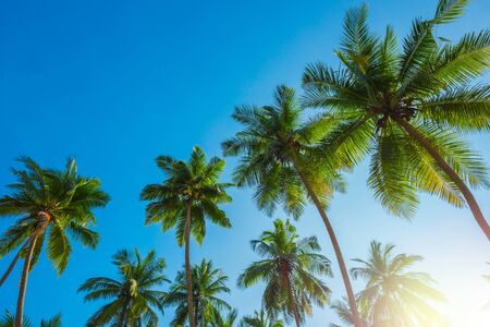 Tropical coconut palm trees at sunny day with blue skyの写真素材