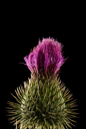 Flower head of carduus field thistle with purple petal florets, covered in web, isolated on a black backgroundの写真素材