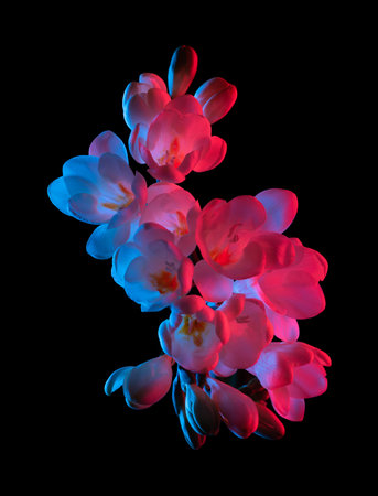 White Freesia flowers blooming, pink and blue neon light, top view. Isolated on black background.