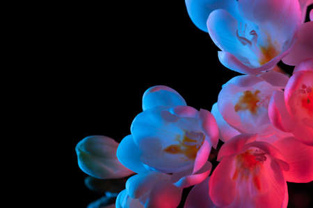 White Freesia flowers blooming macro closeup, pink and blue neon light. Isolated on black background.の写真素材
