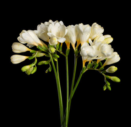 Freesia bouquet isolated on black. Blooming white freesia twigs with buds and flowers.の写真素材