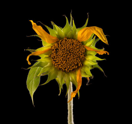 Sunflower with few faded withered petals isolated on black background.の写真素材
