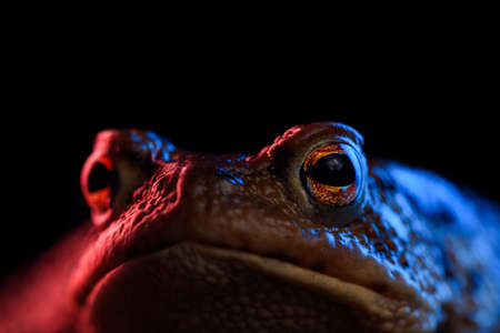 Common toad portrait macro in red and blue neon lightの写真素材