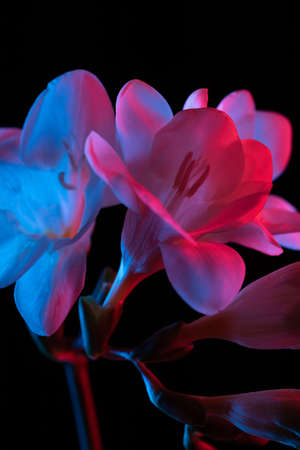 White Freesia flowers blooming macro closeup, pink and blue neon lightd on black background.の写真素材