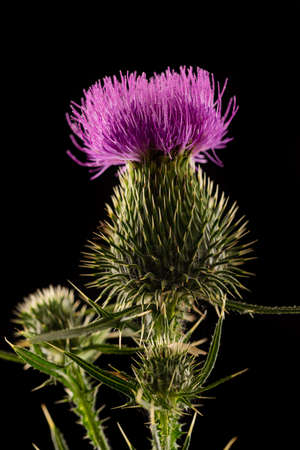Flower head of carduus field thistle with purple petal florets, covered in web and insects, isolated on a black backgroundの写真素材