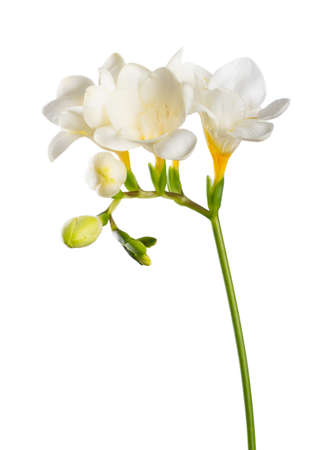Freesia stem with white blooming flowers and buds isolated on white background.の写真素材