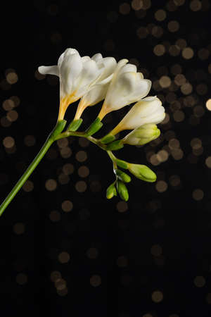 Blooming white freesia twig with delicate flowers and buds with lights bokeh against dark background.の写真素材