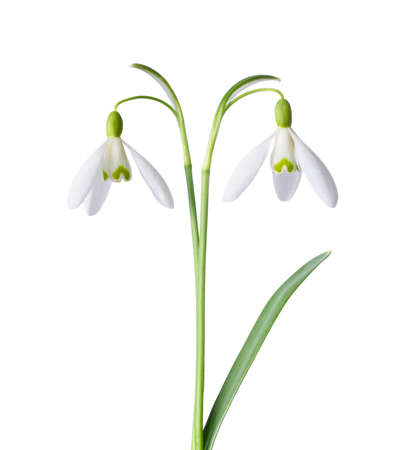 Spring snowdrops, blooming and fresh, isolated on white background.の写真素材