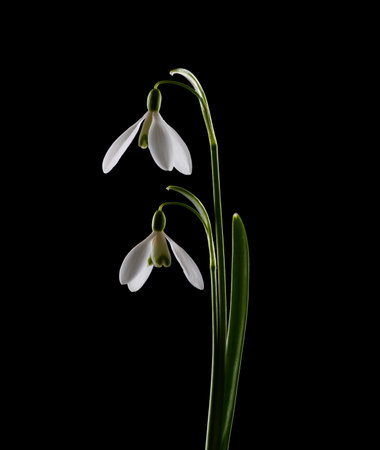 Spring Snowdrops isolated on black background.の写真素材