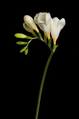 Freesia stem with white blooming flowers and buds isolated on black background.の写真素材