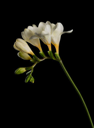 Freesia stem with white blooming flowers and buds isolated on black background.の写真素材
