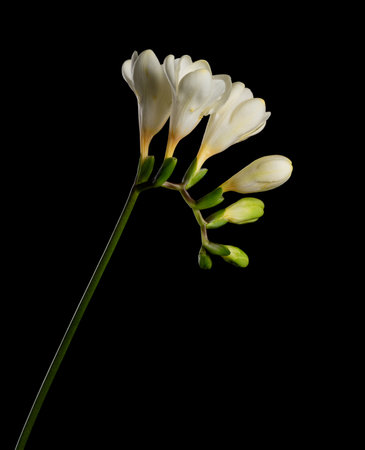 Freesia stem with white blooming flowers and buds isolated on black background.の写真素材