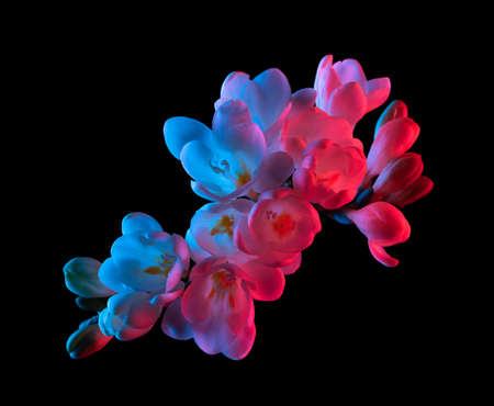 White Freesia flowers blooming, pink and blue neon light, top view. Isolated on black background.の写真素材
