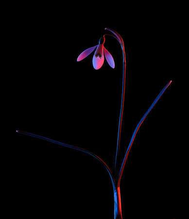 Snowdrop in pink and blue neon light isolated on black background.の写真素材