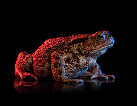 Common toad portrait in red and blue neon light isolated on black background with reflection.の写真素材