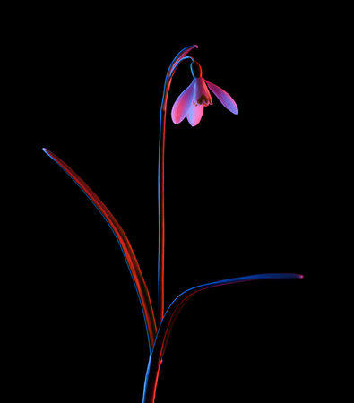 Snowdrop in pink and blue neon light isolated on black background.の写真素材