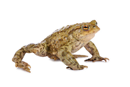 Common toad in defence stand, isolated on white background.の写真素材