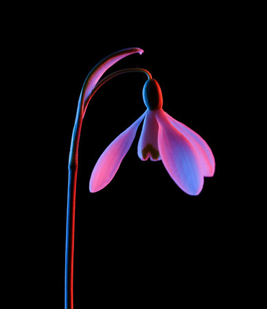 Snowdrop in pink and blue neon light isolated on black background.の写真素材