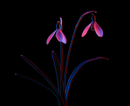 Snowdrops in pink and blue neon light, isolated on black background.の写真素材
