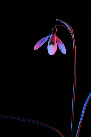 Snowdrop in pink and blue neon light isolated on black background.の写真素材