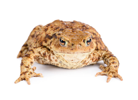 Big common toad isolated on white background.の写真素材