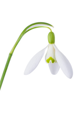 Spring snowdrop macro, blooming and fresh, isolated on white background.の写真素材