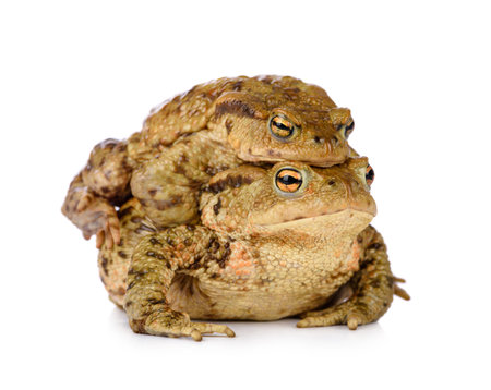 Two common forest toads mating in spring, isolated on white background.の写真素材