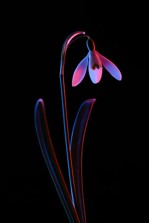 Snowdrop in pink and blue neon light isolated on black background.の写真素材