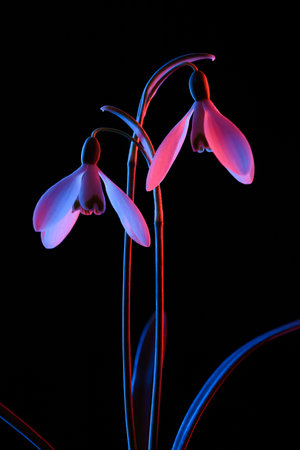 Snowdrops in pink and blue neon light, isolated on black background.の写真素材