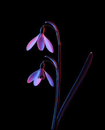 Snowdrops in pink and blue neon light, isolated on black background.の写真素材