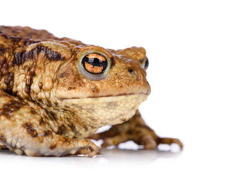 Big common toad isolated on white background.の写真素材