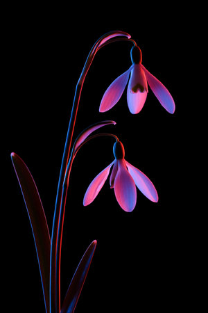 Snowdrops in pink and blue neon light, isolated on black background.の写真素材