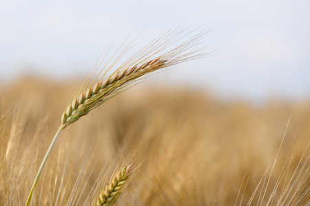 Ear spike of barley in agricultural field in summerの写真素材