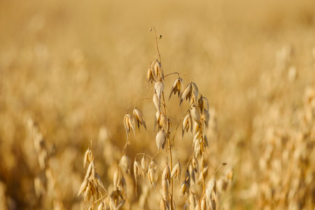 Cultivated golden ripe common oat cereal grain field.の写真素材