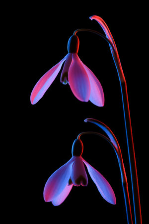 Snowdrops in pink and blue neon light, isolated on black background.の写真素材