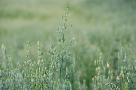 Green ears of oats in agricultural field in summerの写真素材