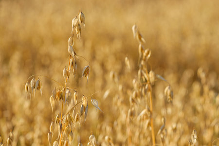 Cultivated golden ripe common oat cereal grain field.の写真素材