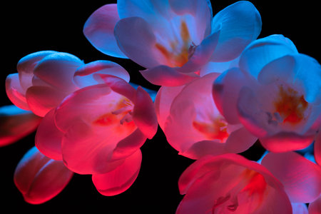 White Freesia flowers blooming macro closeup, pink and blue neon light on black background.の写真素材