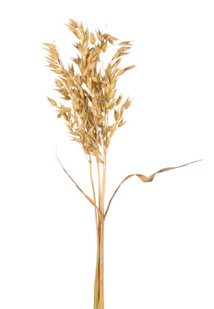 Raw ripe dry oats ears isolated on white background