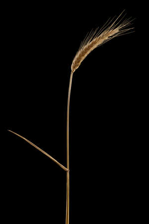 Ripe dried spikelet of barley isolated on a black background. Single ear of grain with leaf.の写真素材