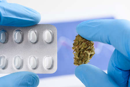 CBD cannabis bud in scientist hand and pills in otherの写真素材