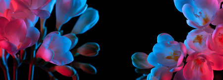 Freesia flowers blooming in pink and blue neon ligh, banner template with copy-space and black backgroundの写真素材