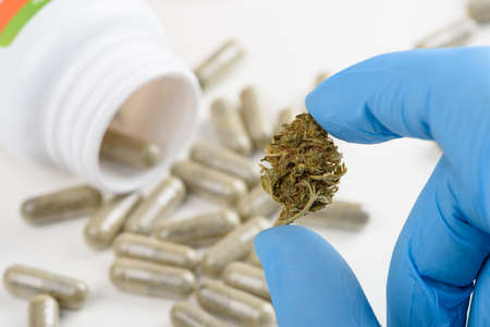 Scientist hold CBD cannabis flower bud in hand with pills bottle on backgroundの写真素材