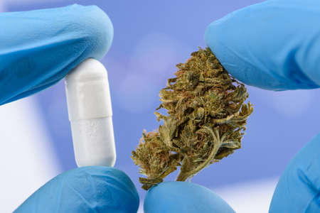 Scientist hold and compare CBD cannabis flower bud and white transparent pill in other handの写真素材