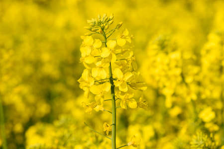 Blooming yellow canola rapeseed plant on field at springの写真素材