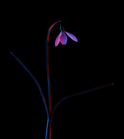 Snowdrop in pink and blue neon light isolated on black background.の写真素材